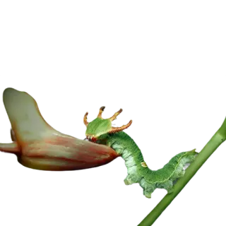 🐉 гусеница, насекомое, природа, животное, зеленый telegram sticker