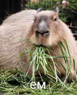 🍴 ем capybara, manger, herbe, rongeur, animal, mignon whatsapp sticker