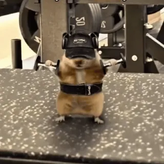 💪 capybara telegram sticker