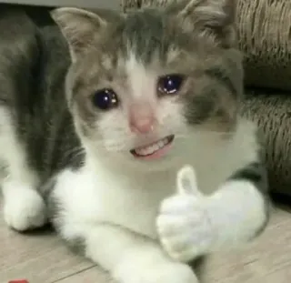 👍 mèo, động vật, meme, khóc, ngón tay cái, hài hước telegram sticker
