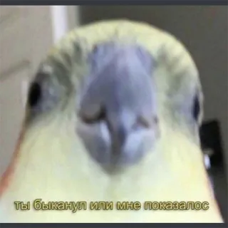 🤨 ты быканул или мне показалось vogel, valkparkiet, close-up, dier telegram sticker