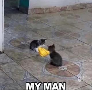 😸 MY MAN katten, meme, grappig, dieren, huisdier telegram sticker