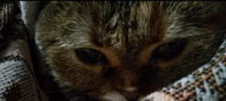💤 gato, animal, animal de estimação, animal doméstico, fofo telegram sticker