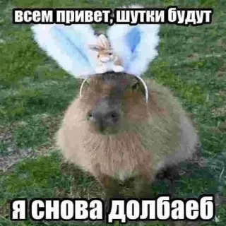 🌟 всем привет, шутки будут
я снова долбаеб Capybara, Lapin, Animal, Drôle whatsapp sticker