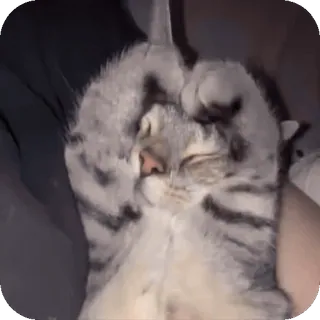 ❤ kucing, jari tengah, gestur ofensif, meme, lucu, hewan telegram sticker