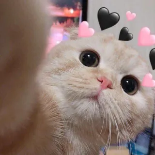 🩰 Katze, Herzen, niedlich, Tier, Haustier whatsapp sticker