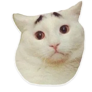 😕 gato, meme, divertido, animal, sticker, gato blanco, cejas telegram sticker