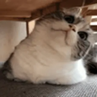 🙊