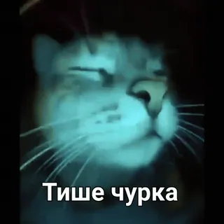 😐 Тише чурка kot, obraźliwe, obelga telegram sticker