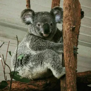 🐨 koala, animal, wildlife, tree, nature, mammal, marsupial telegram sticker