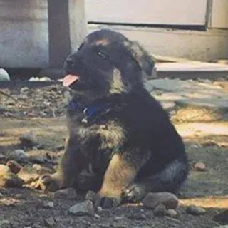 😋 cucciolo, cane, animale, animale domestico, carino, pastore tedesco telegram sticker