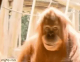 🙂 orangutan, animal, monkey, ape, primate telegram sticker