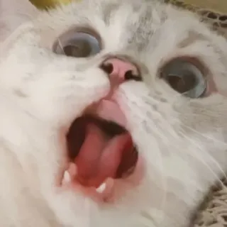 🐱 кот, животное, милый, мем, питомец, котёнок, смешной telegram sticker