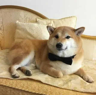 ❤️ shiba inu, dog, pet, bowtie, animal, domestic animal, furniture telegram sticker