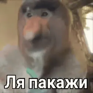 @Macrum [Деловой набор💊] telegram stickers