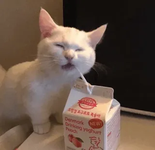 🍣 Denmark
Drinking Yoghurt Peach 猫, 飲むヨーグルト, 桃, デンマーク, 食べ物, 飲み物, 白猫, ジュース telegram sticker