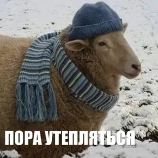 🤧 ПОРА УТЕПЛЯТЬСЯ sheep, winter, cold, hat, scarf, cute, animal telegram sticker
