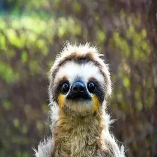 🥺 bradipo, animale, carino, fauna selvatica, mammifero, soffice, cucciolo di bradipo, natura telegram sticker