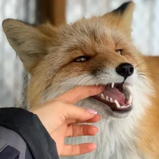 🦊 whatsapp sticker