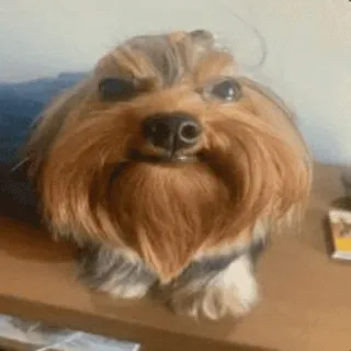 🤬 dog, yorkie, funny, staring, serious, meme, pet, animal telegram sticker