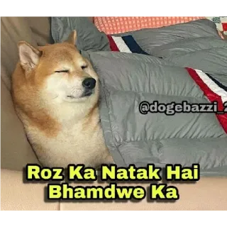 🙄 Roz Ka Natak Hai Bhamdwe Ka anjing, tidur, meme, doge, tempat tidur, lucu, meme india whatsapp sticker