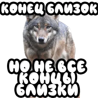 🔚 КОНЕЦ БЛИЗОК
НО НЕ ВСЕ КОНЦЫ БЛИЗКИ lupo, meme, russo, animale, testo telegram sticker
