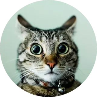 😳 cat, animal, cute, feline, pet, mammal, domestic cat, eyes telegram sticker