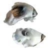 🐚