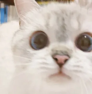 😐 кот, питомец, животное, милый, белый кот, домашнее животное telegram sticker