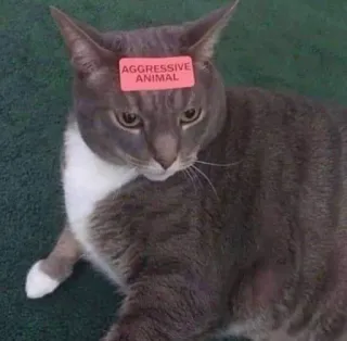 😈 AGGRESSIVE ANIMAL cat, animal, aggressive, pet, sticker telegram sticker