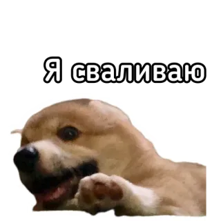🙈 Я сваливаю hond, meme, russisch, tekst, dier telegram sticker
