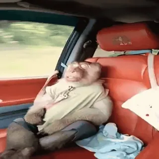 💤 monkey, animal, sitting, car, driving, meme whatsapp sticker