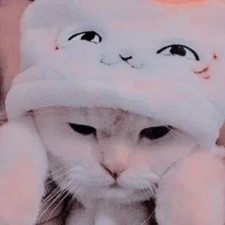 🐱 kucing, anak kucing, hewan, peliharaan, lucu, topi whatsapp sticker