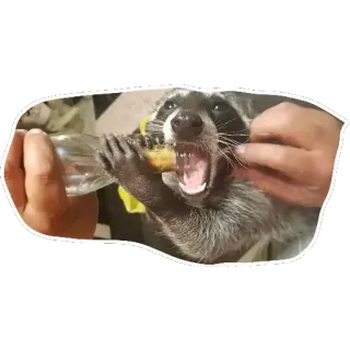 🍾 Waschbär, Tier, Säugetier, Flasche, Essen telegram sticker