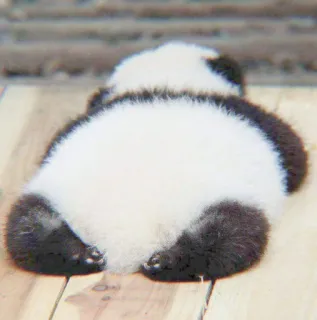 🐼 panda, animal, fofo, urso, vida selvagem, bebê panda, animais telegram sticker
