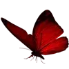 🦋
