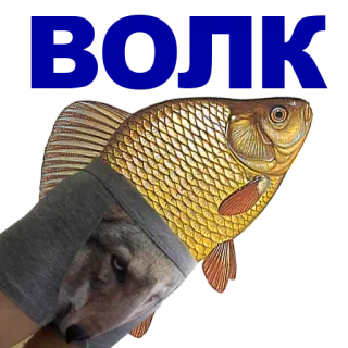 🐠 poisson, loup, t-shirt whatsapp sticker