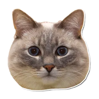 😏 кот, животное, питомец, стикер, домашний кот, лицо telegram sticker