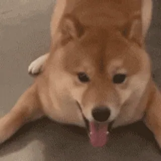 🐶 pies, shiba inu, zwierzę, zwierzę domowe, słodki, szczęśliwy, szczeniak whatsapp sticker