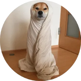 🤐 pies, shiba inu, koc, słodki, owinięty, zwierzę telegram sticker