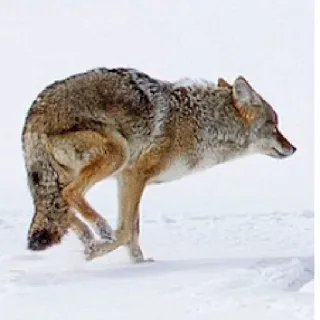 👋 coyote, animal, wildlife, winter, snow, mammal telegram sticker