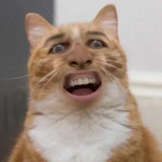 😮 kat, gezicht, meme, grappig, dier telegram sticker