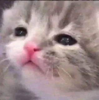 😢 猫, 小猫, 动物, 可爱, 宠物, 家畜 telegram sticker