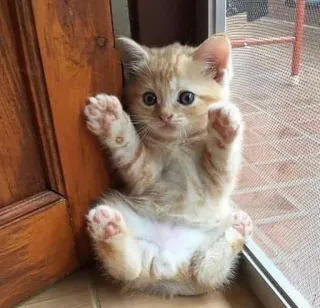 ☺️ gattino, gatto, carino, animale, animale domestico, felino, animale domestico telegram sticker