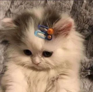 🍑 kitten, cat, pet, animal, cute, fluffy, hair clip, domestic animal telegram sticker