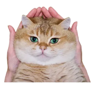 🙌 cat, kitten, animal, pet, cute, domestic cat telegram sticker