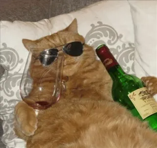😎 Katze, Wein, Sonnenbrille, Alkohol, lustig, Haustier, Tier, Meme telegram sticker