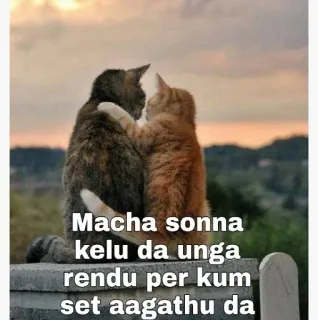 😂 Macha sonna kelu da unga rendu per kum set aagathu da gatos, amizade, amor, pôr do sol, animais telegram sticker