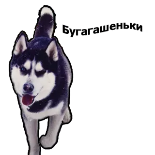 😏 dog, husky, animal, pet whatsapp sticker