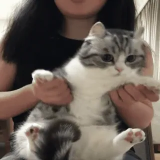 💃 猫, 動物, 家庭, ペット whatsapp sticker